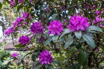 A view of rich purple Rhododendron blossoms.