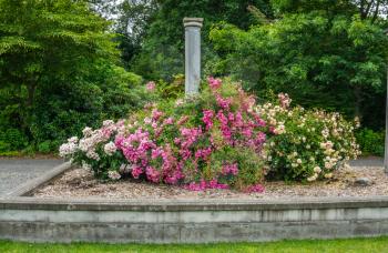 Roses grow beneath a pillar in Seatac, Washington.