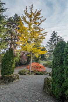 Autumn colors turn on a tall tree with yellow leaves and a small tree with orange leaves. Location is Seatac, Washington.
