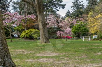Seward Park in Seattle, Washington burst with radiant color in the sping.
