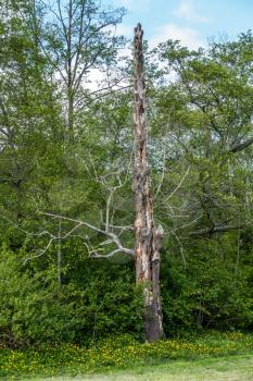 A view of a standing deadwood tree in the middle of green vegetation.