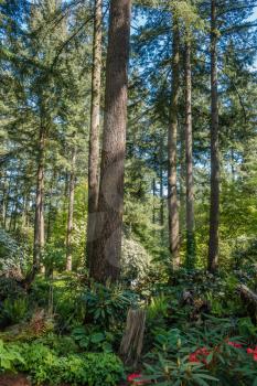 A view of tall evergreen trees in Federal Way, Washington.