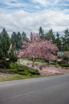 Pink blossoms fill a tulip tree and cover the ground beneath. Puffy clouds and blue sky can be seen above.