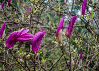 A macro shot of blossoms on a Tulip tree.