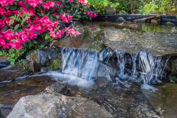 A closeup shot of a small waterfall and red flowers in Seatac, Washington.