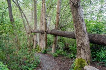 A fallen tree is wedge between growing trees in Normandy Park, Washington.