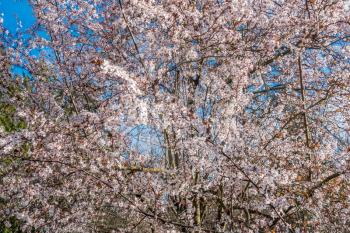 A profusion of white cherry blossoms burst forth in Spring. Shot taken in Burien, Washington.