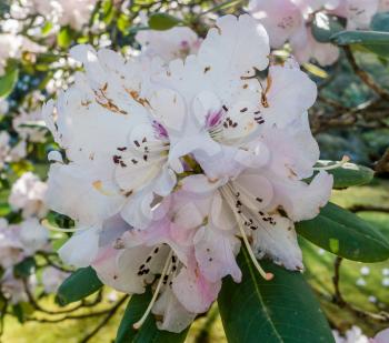 Macro shot of white Rhododendron blossoms.