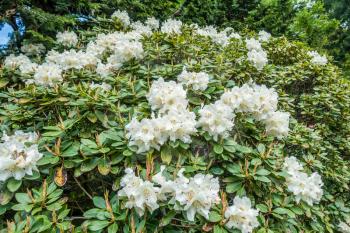 A closeup shot of white Rhododendron blossoms that seem to go on forever.