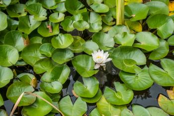 One white water lily blooms in a sea of green leaves.