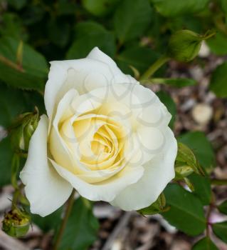 Closeup of a white and yellow rose. Macros shot.