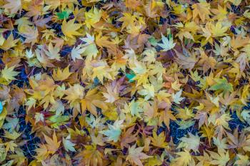 A background shot of yellow leaves on the ground.