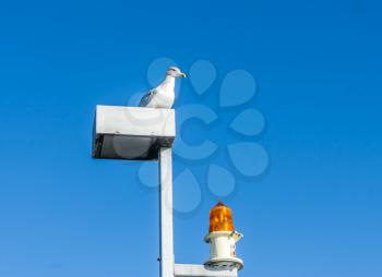 A seagull sits on a lamp post.