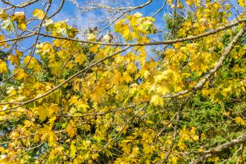 Yellow autumn leaves adorn branches of a tree in West Seattle, Washington.