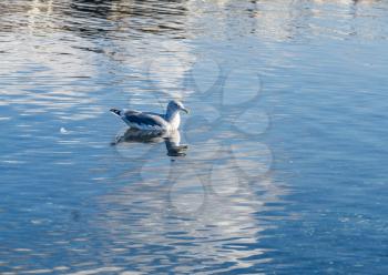 A seagull floats on smooth water in Des Moines, Washington.