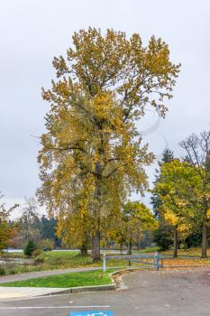 A tree in autumn on the shoreline of Lake Washington in Seattle.