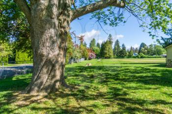 A veiw of a city park with blooming flowers in spring. Location is Burien, Washington.
