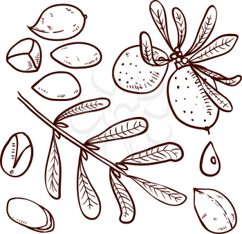 Set of isolated branches, leaves, nuts, fruits, argan tree ironwood . Suitable for packing Argan oil creams. Vector illustration of a hand drawn style