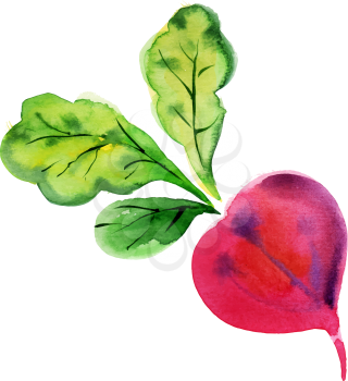 Beetroot with leaves. Hand drawn watercolor painting on white background, vector illustration.