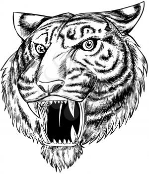 tiger hand drawn isolated on white background