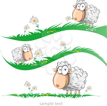 sheep cartoon set on meadow isolated