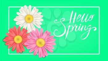 Hello Spring banner. Hand drawn lettering. Background with chamomile, daisy
