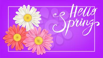 Hello Spring banner. Hand drawn lettering. Background with chamomile, daisy