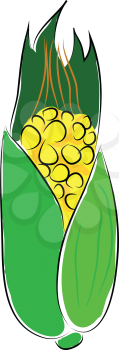 Simple vector nillustration of yellow corn with green keaf white background.