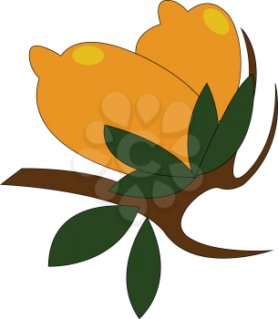Two yellow lemons with green leaves on a brown branch  vector illustration on white background 
