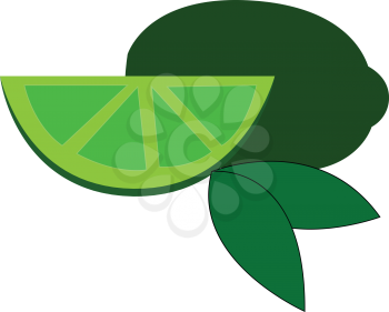 Gree lime slice with green leaves  vector illustration on white background 