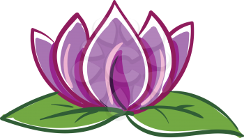 Pink and purple lotus with two green leafes vector illustration on white background 