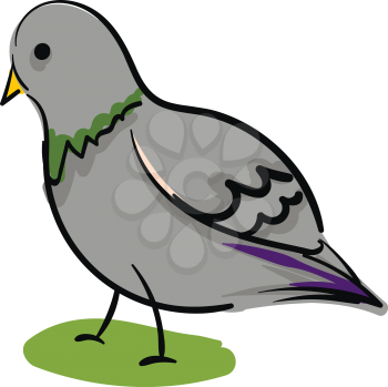 Simple cartoon grey pigeon vector illustration on white background 