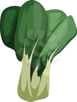 Asian greens vector illustration of vegetables on white background.