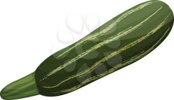 Dark and light green cartoon courgettes vector illustration of vegetables on white background.
