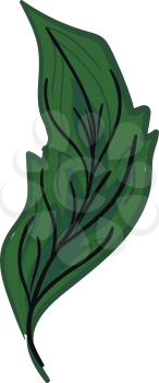 Drawing a green feather with various black vanes vector color drawing or illustration 