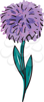 Purple aster flower illustration color vector on white background