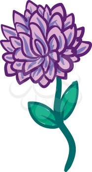 Aster flower on a steam illustration color vector on white background