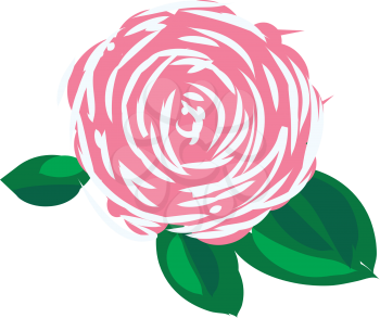 A pink and white rose having green leaves around it vector color drawing or illustration