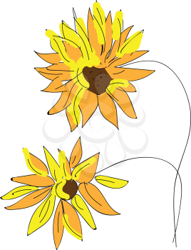 Abstract yellow sunflowers vector illustration on white background
