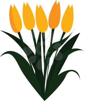 Yellow tulip flowers in spring print vector on white background