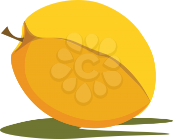 Simple cartoon apricot vector illustration on white background