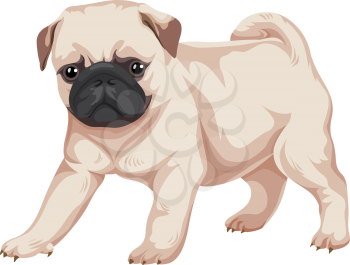 Vector illustration of pug dog.