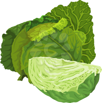 Vector illustration of raw green cabbage.