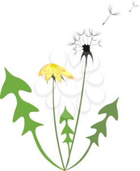 Yellow and white dandelion vector illustration 