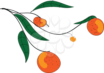 Orange branch illustration vector on white background 