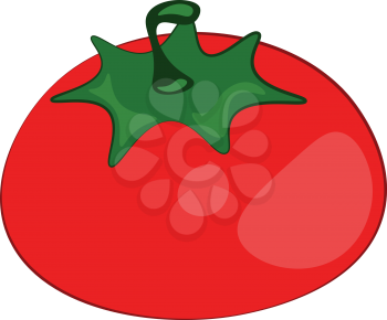 Healthy fresh red plum tomato vector or color illustration