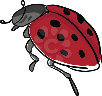A grey color ladybug having red with black polka dot wings grey body and two antenna vector color drawing or illustration 