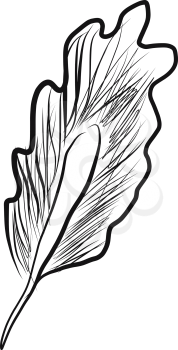 Black and white picture of a bird's feather vector color drawing or illustration 