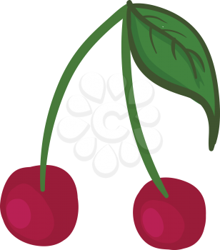 Two cherries with long individual green stalks having a green leaf vector color drawing or illustration 