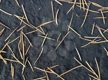 natural background tan dry pine needles on black ground pavement